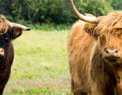 Two Oxen in a field