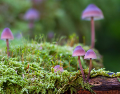 Small purple mushrooms on green moss