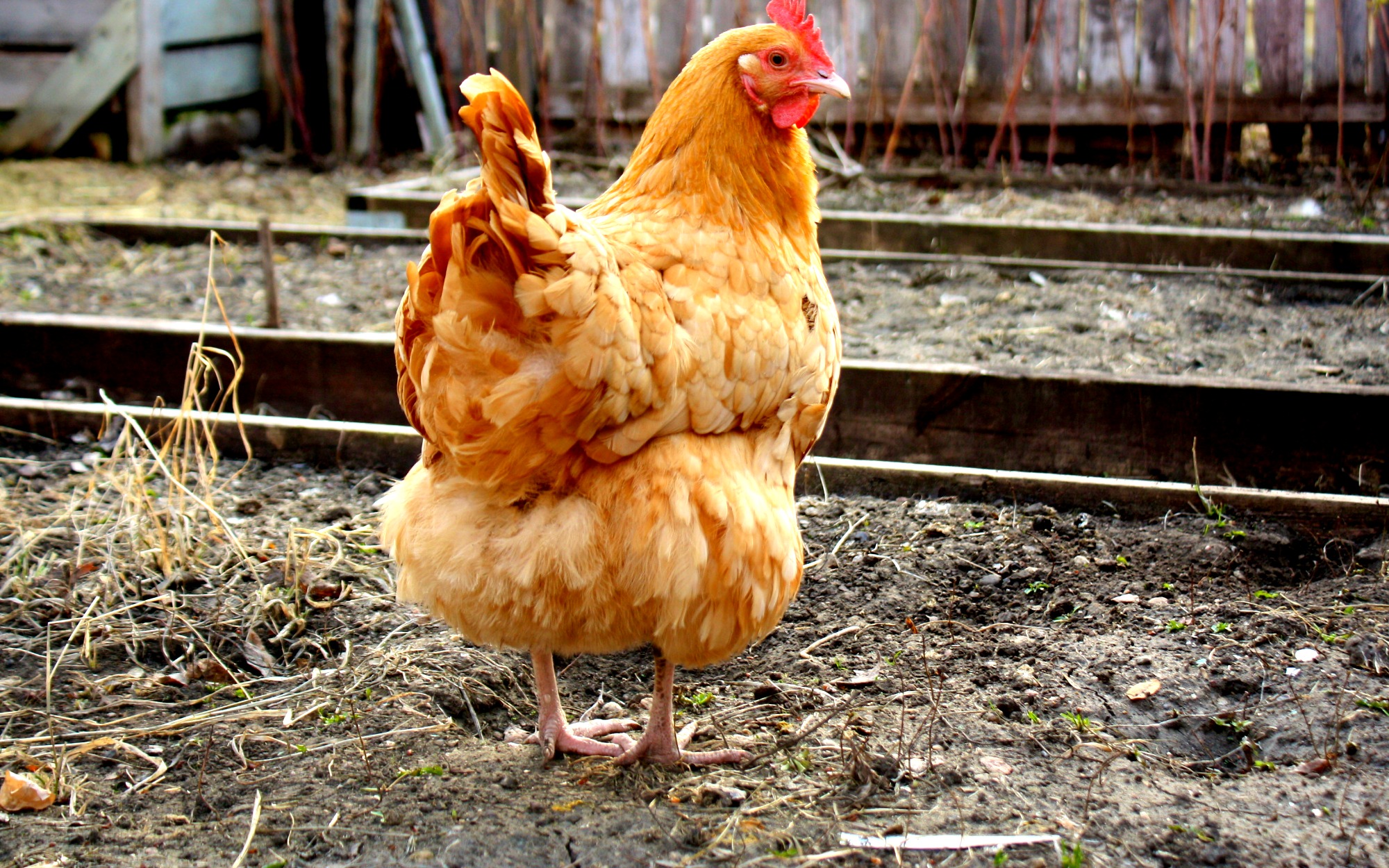 Сколько живут курицы в домашних условиях. Курица для еды породы. Жизнь куры.
