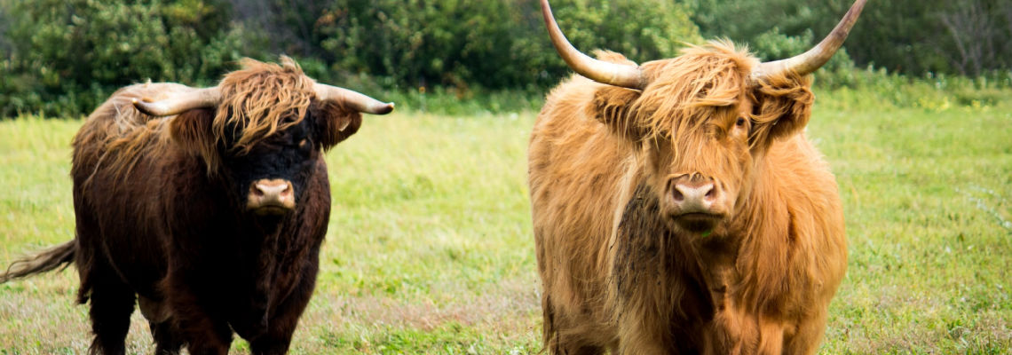 Two Oxen in a field