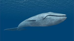 large blue whale drifting in the sea