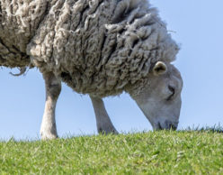 White sheep grazing in green grass.