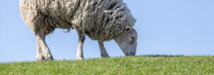 White sheep grazing in green grass.