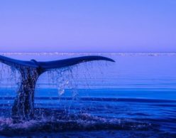 Whale tail coming out of the water