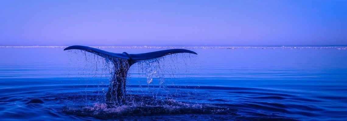 Whale tail coming out of the water