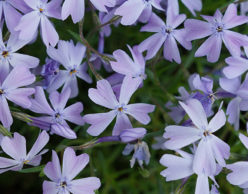 Small, purple flowers