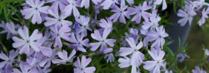 Small, purple flowers