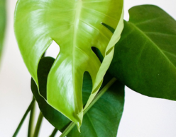 Large green leaves of houseplant
