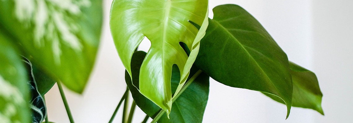 Large green leaves of houseplant