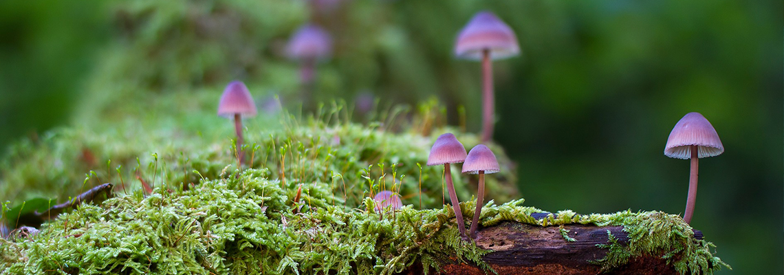 Small purple mushrooms on green moss