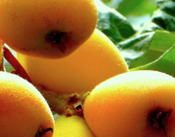 Loquat fruit on the tree