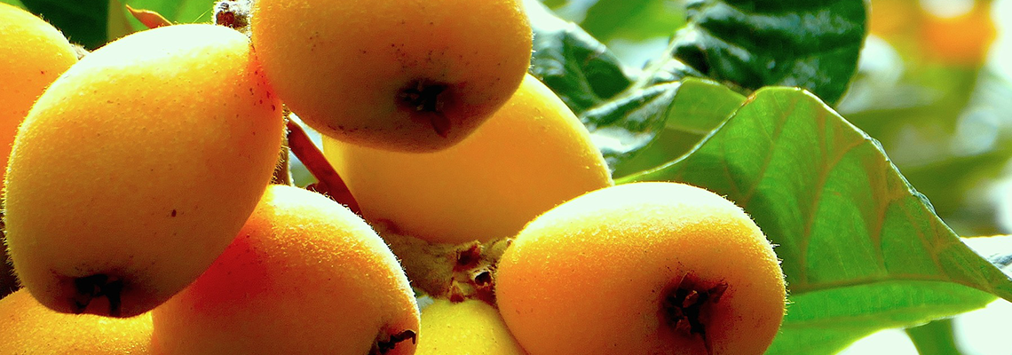 Loquat fruit on the tree